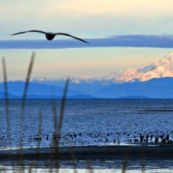 Fall Getaway at our Beachfront Sequim Cottages