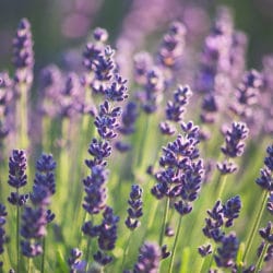 Book Now for 2019 Lavender Festival in Sequim