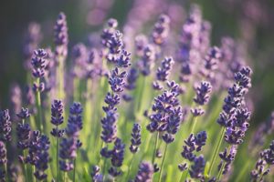Book Now for 2019 Lavender Festival in Sequim