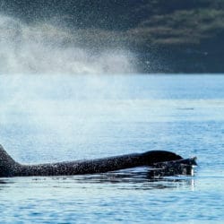 Whale Watching in Sequim