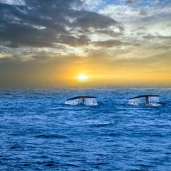 Whale Watching on the Olympic Peninsula