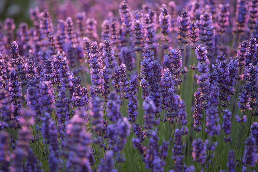 Tour Incredible Lavender Farms in Washington 2024