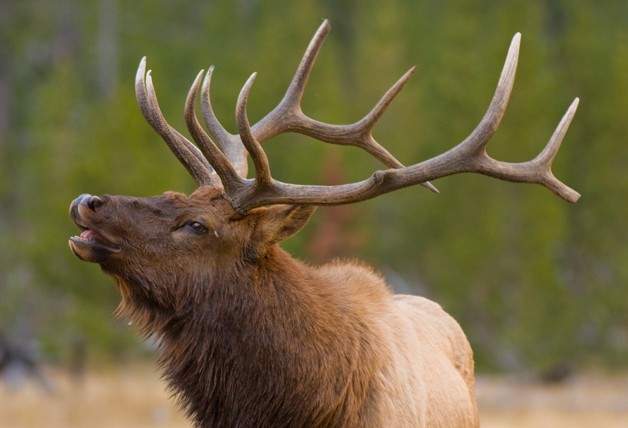 big roosevelt elk