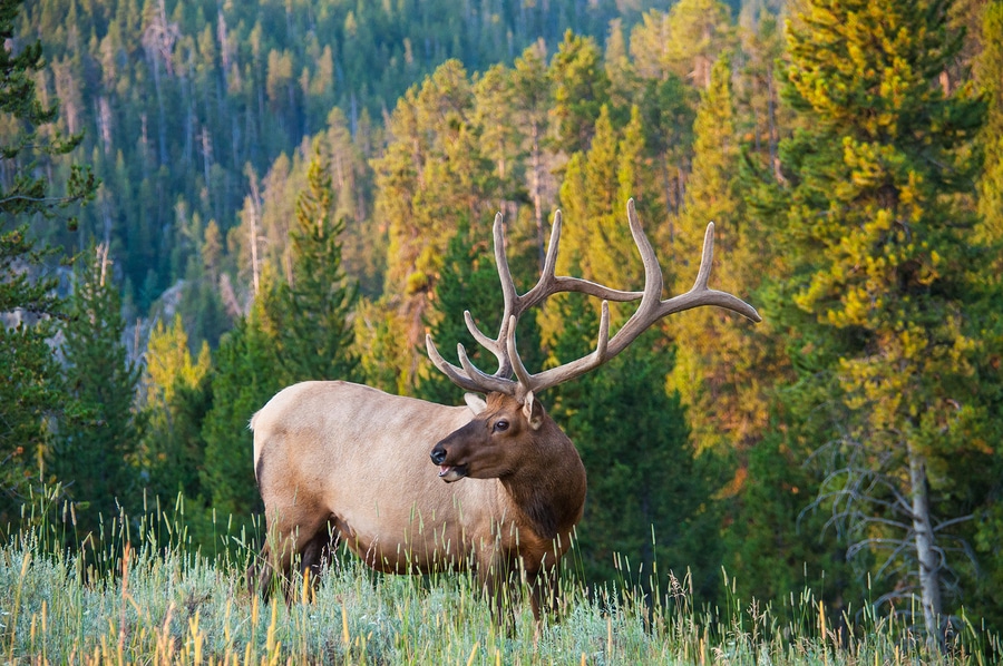 Roosevelt Elk Herd in Sequim