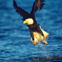 Birding at our Waterfront Cottages in Sequim