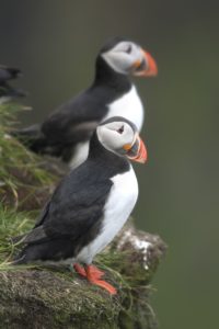 Tufted Puffin Dinner Cruise in Sequim in 2019