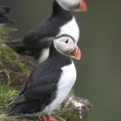 Tufted Puffin Dinner Cruise to Protection Island in Sequim in 2019