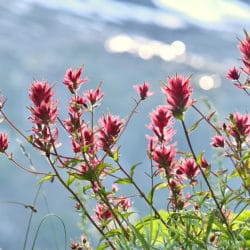 Wildflowers bloom on these popular Hikes Near our Beachfront Cottages in Sequim