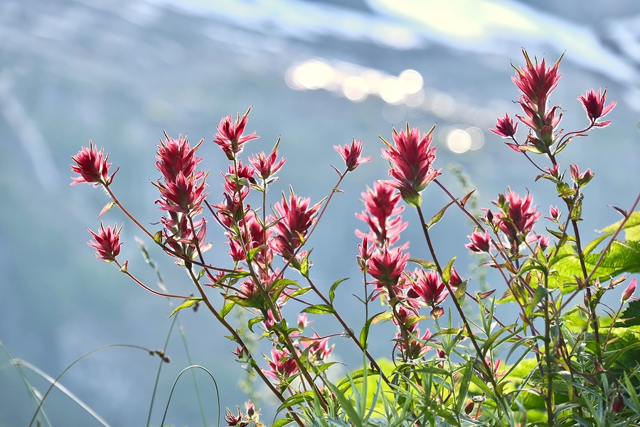 Wildflowers bloom on these popular Hikes Near our Beachfront Cottages in Sequim