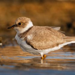 Great Birdwatching on the Olympic Peninsula