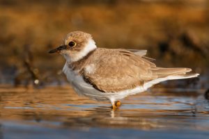 Great Birdwatching on the Olympic Peninsula