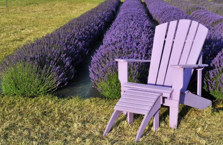 10 stunning Lavender farms to see in Sequim this summer