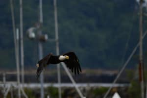 Birdwatching at the Dungeness River Audubon Center this Fall
