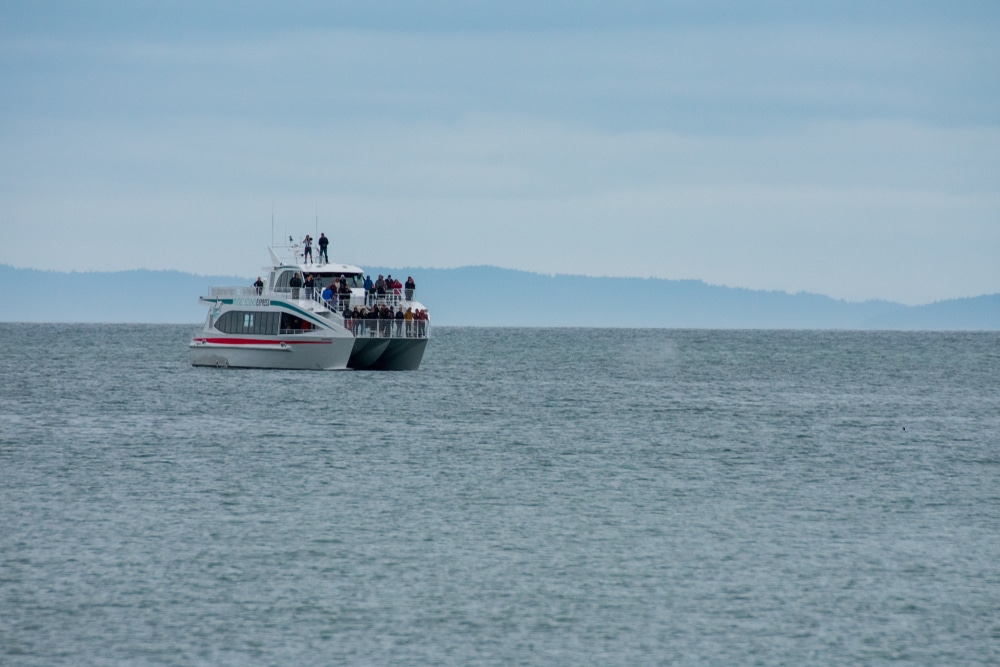 Protection Island bird migration tours