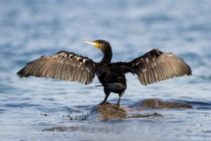 Protection Island bird migration tours