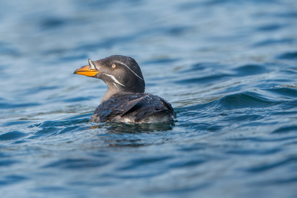 Portection Island Bird Migration tours