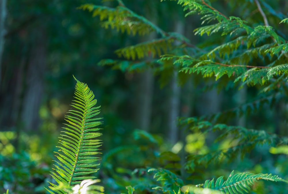 Make the Olympic Discovery Trail part of your summer plans 