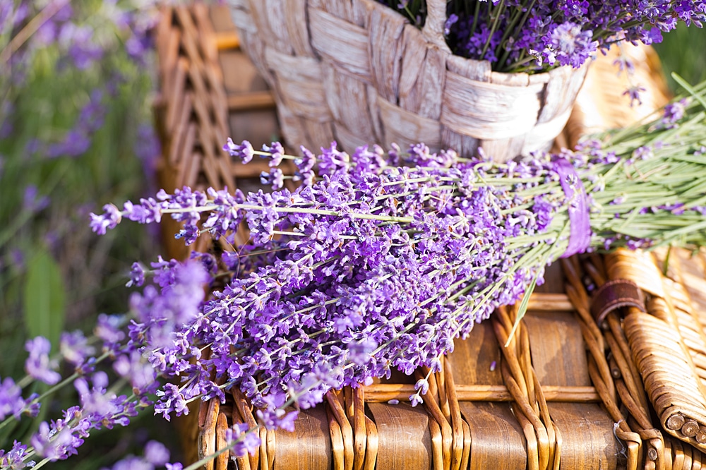 Sequim Lavender Festival