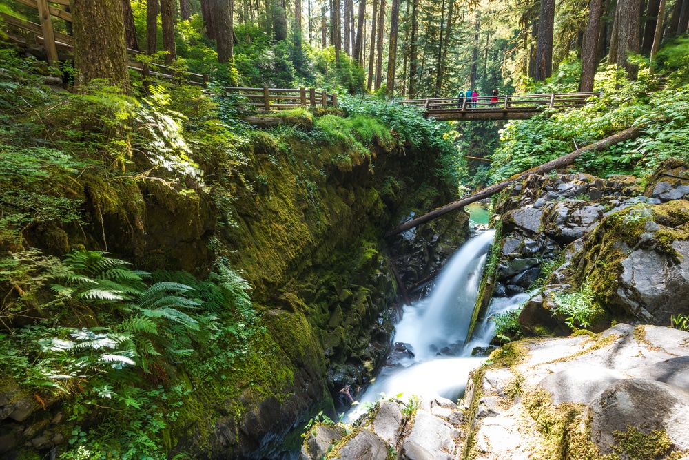 Olympic National Forest 