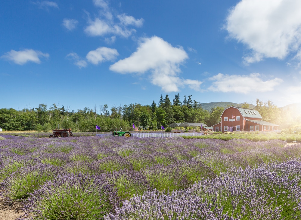 things to do in Sequim, photo of a lavender farm with rows of purple 