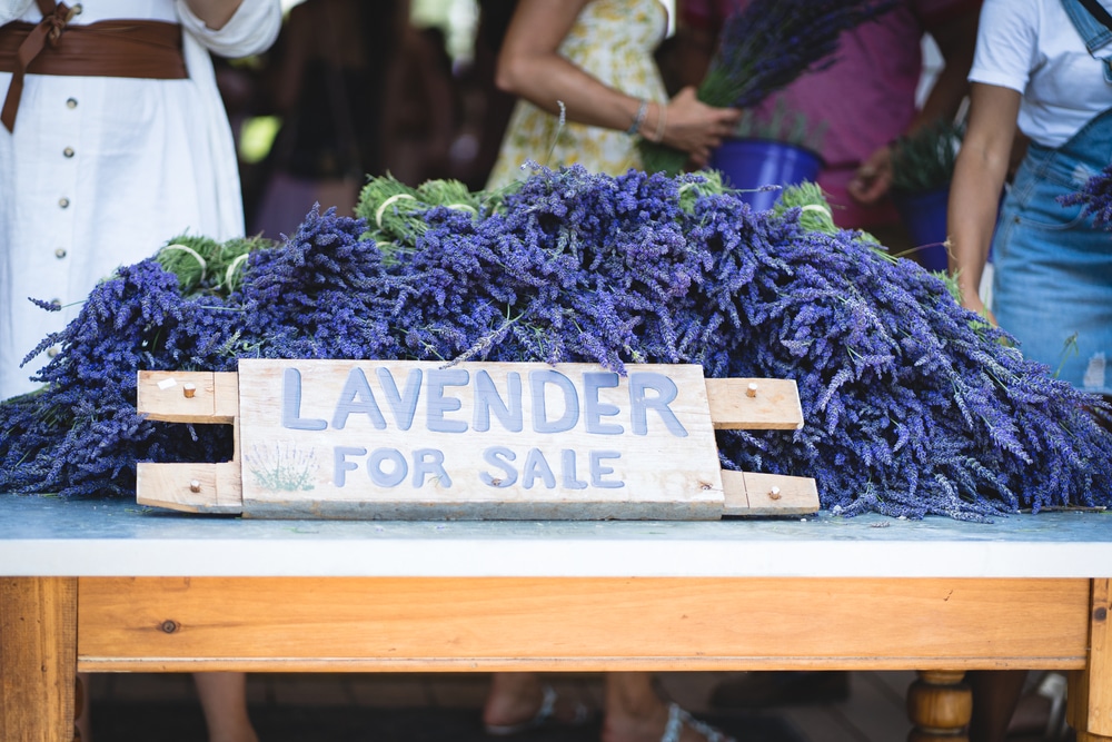 downtown sequim is known for its lavender shops and farms 