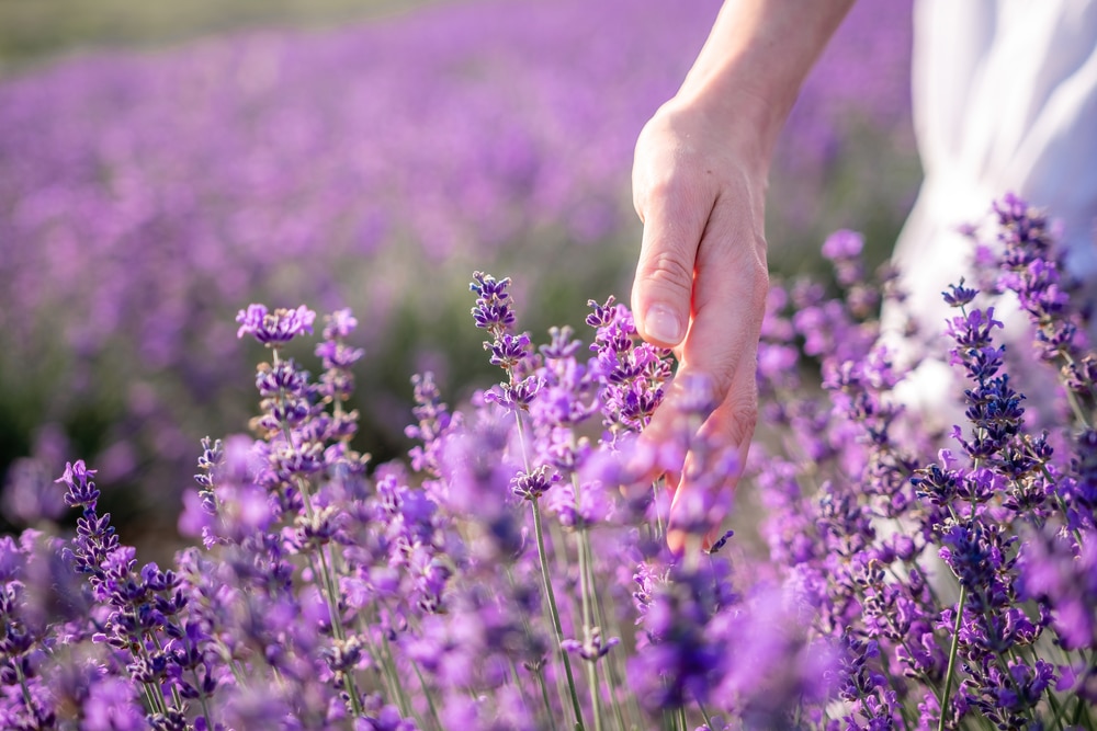 Sequim Lavender Festival, photo of a lavender farm in Sequim 