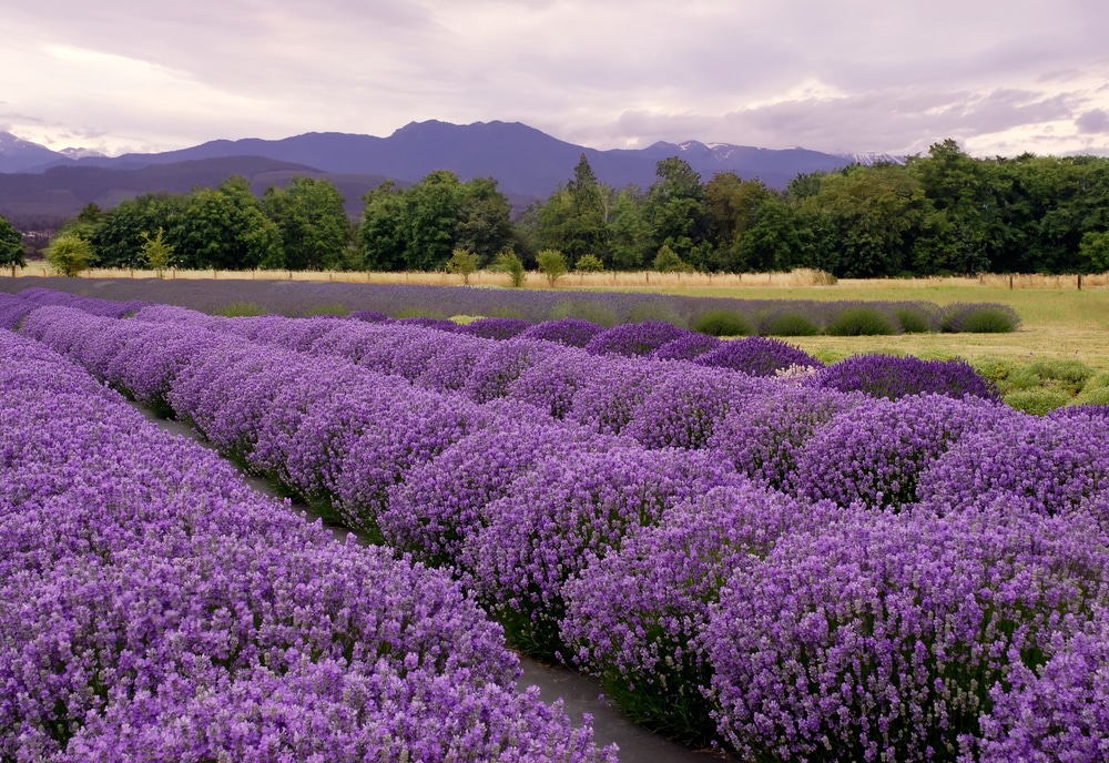 Sequim Lavender Festival, photo of a Sequim lavender farm