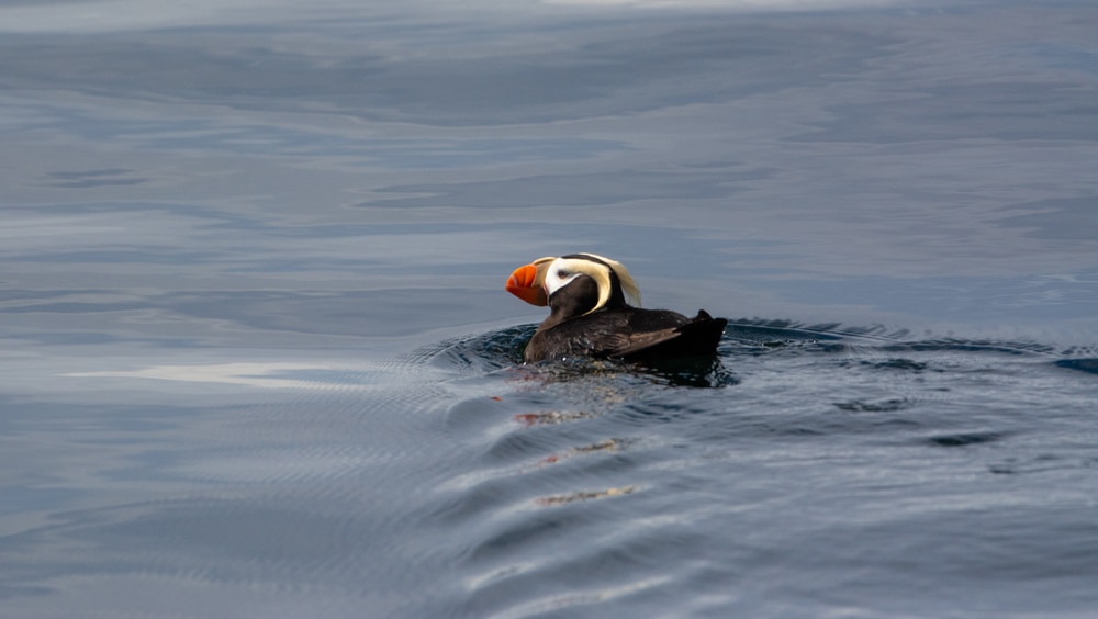 Tufted Puffin, Online Learning Center