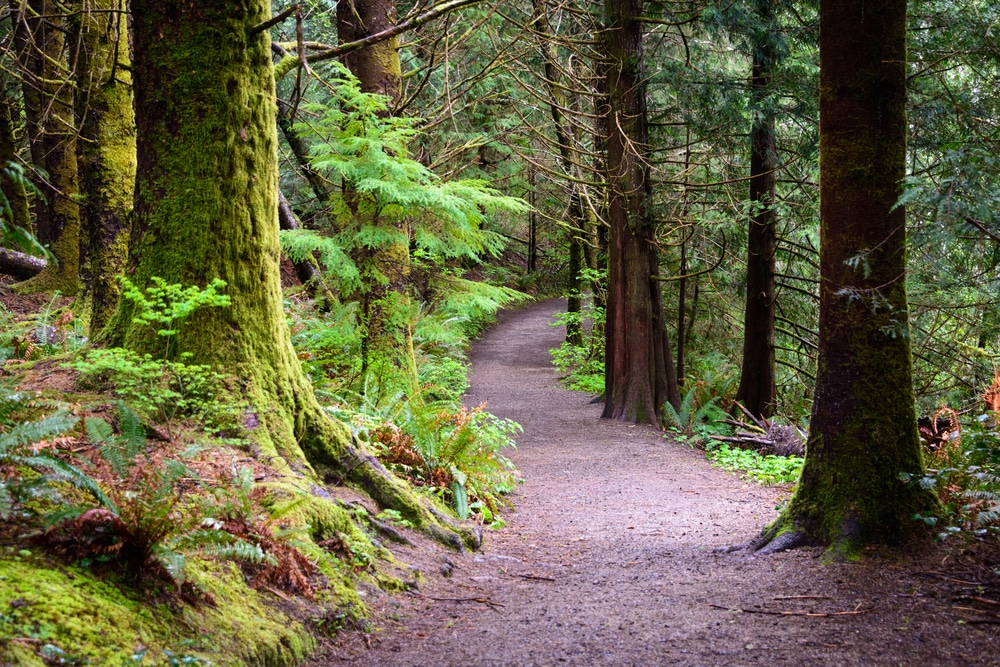 A trail on the Olympic Discovery Trail in the woods