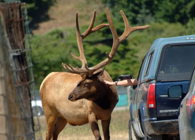 Olympic game park in sequim