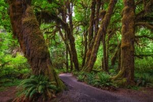 best Hikes in Olympic National Park