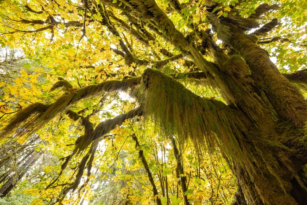 Olympic National Forest is One of the Best Places to See Fall Foliage